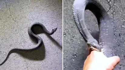Watch: Man grabs up watersnake, ends up with multiple wounds