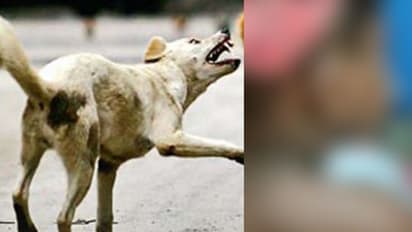 താനൂരിൽ തെരുവുനായ ആക്രമണം നേരിട്ട കുട്ടിയുടെ ശരീരത്തില്‍ നാല്‍പ്പതോളം മുറിവുകള്‍