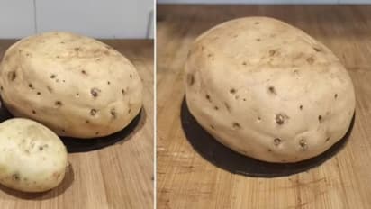 ഈ ഉരുളക്കിഴങ്ങില് ഒന്ന് സൂക്ഷിച്ചുനോക്കിയേ, എന്തെങ്കിലും കുഴപ്പമുണ്ടോ? വൈറലായി പോസ്റ്റ്