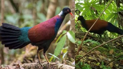 ഭൂമുഖത്ത് നിന്ന് അപ്രത്യക്ഷമായ പക്ഷിയെ 140 വര്ഷത്തെ ഇടവേളയ്ക്ക് ശേഷം വീണ്ടും കണ്ടെത്തി