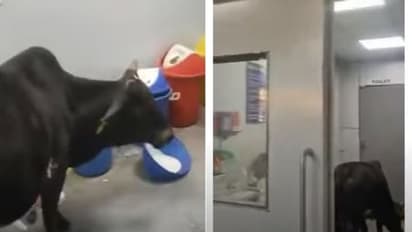 മധ്യപ്രദേശിൽ ആശുപത്രിയിലെ ഐസിയു വാർഡിനുള്ളിൽ പശുവിന്റെ 'പരിശോധന'- വീഡിയോ വൈറൽ