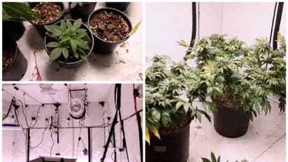 കുവൈത്തില്‍ താമസ സ്ഥലത്ത് കഞ്ചാവ് ചെടികള്‍ വളര്‍ത്തിയ യുവാവ് അറസ്റ്റില്‍