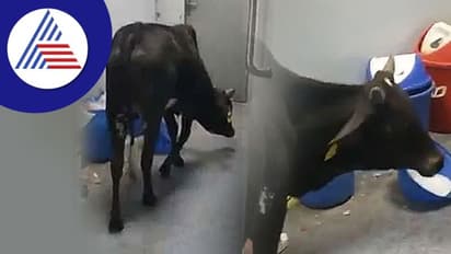 ಆಸ್ಪತ್ರೆಯ ಐಸಿಯು ಒಳಗೆ ಹಸುವಿನ ಓಡಾಟ: ವಿಡಿಯೋ ವೈರಲ್