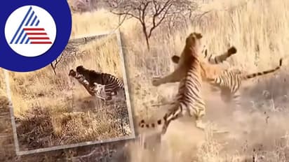 ಹುಲಿಗಳ ಭೀಕರ ಕಾದಾಟ... ವಿಡಿಯೋ ವೈರಲ್