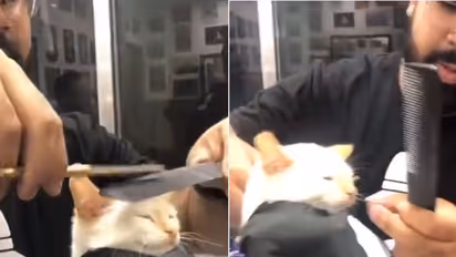 വളര്‍ത്തുപൂച്ചയുടെ 'ഹെയര്‍കട്ട് ഡേ'; വൈറലായി വീഡിയോ 