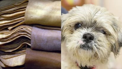 കൊല്ലത്ത് 200 കിലോ റബര് ഷീറ്റ് മോഷണം പോയി ഒപ്പം കൂട്ടില് കിടന്ന നായക്കുഞ്ഞും