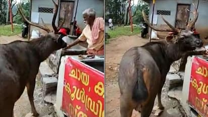 ರಸ್ತೆ ಬದಿಯ ಸ್ಟಾಲ್‌ಗೆ ಭೇಟಿ ನೀಡಿ ಬೃಹತ್ ಸಾರಂಗ: ಅಪರೂಪದ ದೃಶ್ಯ ಸೆರೆ