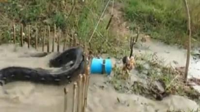 പെരുമ്പാമ്പിനുള്ള കെണി, മുന്നിൽ ജീവനുള്ള കോഴി, ഒടുവിൽ സംഭവിച്ചത്...