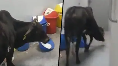 Cow wanders inside ICU ward of Rajgarh hospital, eats medical waste; watch viral video 
