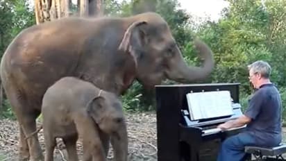 പിയാനോ വായിച്ച് സംഗീതജ്ഞൻ; ആസ്വദിച്ച് അമ്മയാനയും കുട്ടിയാനയും; വൈറലായി വീഡിയോ