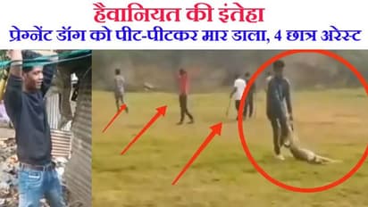 हैवानियत की इंतेहा: खेल में खलल पड़ने पर प्रेग्नेंट डॉग को पीट-पीटकर मारने वाले 4 स्टूडेंट अरेस्ट