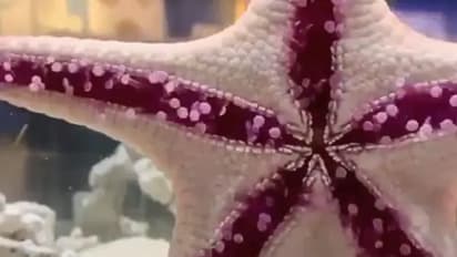 'നടന്നുപോകുന്ന സ്റ്റാര്ഫിഷ്'; അപൂര്വമായ വീഡിയോ ശ്രദ്ധേയമാകുന്നു