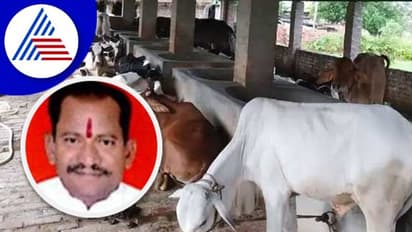 ಗೋಶಾಲೆ ಆರಂಭಕ್ಕೆ ಡಿಸೆಂಬರ್‌ ಗಡುವು: ಸಚಿವ ಪ್ರಭು ಚವ್ಹಾಣ್‌ 