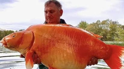 തടാകത്തിൽ നിന്നും പിടികൂടിയത് ഭീമൻ ഗോൾഡ്ഫിഷിനെ, ഭാരം 30 കിലോ!