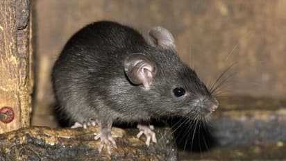 ಆಸ್ಪತ್ರೆ ಶವಾಗಾರದಲ್ಲಿ ಇಲಿಗಳ ದಾಳಿಯಿಂದ ವಿರೂಪಗೊಂಡ ಸರ್ಕಾರಿ ಅಧಿಕಾರಿ ಮೃತದೇಹ: ಕುಟುಂಬಸ್ಥರ ಆಕ್ರೋಶ