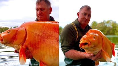 ಎಷ್ಟು ಚೆಂದ.. ಮೀನುಗಾರನ ಬಲೆಗೆ ಬಿದ್ದ ಭಾರಿ ಗಾತ್ರದ ಗೋಲ್ಡ್ ಫಿಶ್