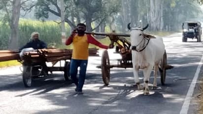 एक बैल की हो गई मौत तो खुद तांगे से जुड़ गया युवक, नंगे पैर सड़क पर चलते हुए वायरल हुई बिजनौर की तस्वीर