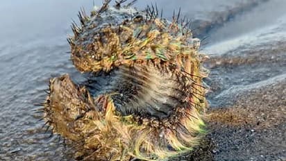 'വിചിത്രമായ' ജീവിയെ കണ്ടു; അന്യഗ്രഹജീവിയാണെന്ന് വരെ സംശയിച്ചു...