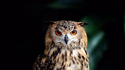 ಮನೆಯಲ್ಲಿ ಗೂಬೆ ಮೂರ್ತಿ ಇದ್ದರೆ ಸಂಪತ್ತು ಹೆಚ್ಚಾಗುತ್ತಾ?