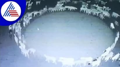 ಸತತ 12 ದಿನಗಳ ಕಾಲ ಜಮೀನಿನಲ್ಲಿ ವೃತ್ತಾಕಾರದಲ್ಲಿ ಸುತ್ತಿದ ಕುರಿಗಳು, ರಹಸ್ಯ ಬಹಿರಂಗಪಡಿಸಿದ ವಿಜ್ಞಾನಿ!