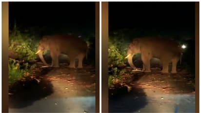 Kabali 'road show' continues; lifts KSRTC bus with his tusks