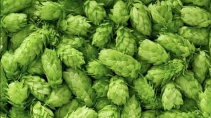 കിലോയ്ക്ക് വില 85,000, ലോകത്തിലെ ഏറ്റവും വില കൂടിയ പച്ചക്കറി