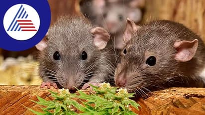 Avoid Rats: வீட்டில் எலி தொல்லையா? இந்த 1 பொருளை மட்டும் வைத்தால்... உங்க வீட்டு பக்கம் எட்டி கூட பார்க்காது