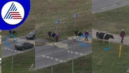 ಯಜಮಾನನಿಗಾಗಿ ಕಾಯುವ ಹಸು: ವಿಡಿಯೋ ವೈರಲ್