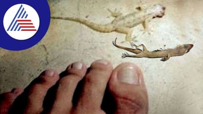 கனவில் பல்லி வருவது அவ்வளவு நல்ல சகுனம் அல்ல..!!