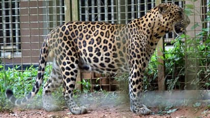 मुबई के रहवासी इलाके में घुसा तेंदुआ, 3 लोगों को पंजा मारकर किया घायल, चीखते-चिल्लाते रहे बच्चे