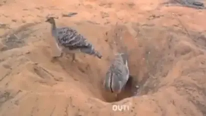 Anand Mahindra's latest video shows importance of coordination; watch video here