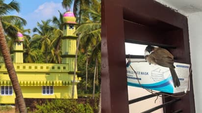 മസ്ജിദിനുള്ളിലെ കിളിക്കൊഞ്ചല്; കൂടൊരുക്കി, കൂട്ടിരുന്ന് ഉസ്താദും വിശ്വാസികളും