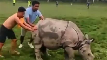 ഫുട്ബോൾ കളിക്കാന് കാണ്ടാമൃഗവും; പുറത്താക്കാൻ കഷ്ടപ്പെട്ട് കളിക്കാര്; വൈറലായി വീഡിയോ