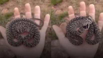 ആക്രമിക്കുന്നതിന് മുമ്പ് ഇരയ്‍ക്ക് മുന്നിൽ പാമ്പിന്റെ ഹിപ്‍നോട്ടിസം തന്ത്രം; വൈറലായി വീഡിയോ