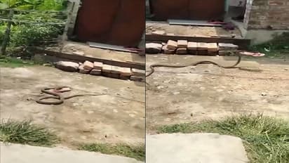 ఇదేం పామురా బాబు.. కాటేస్తుందనుకుంటే.. కాలి చెప్పుతో పారిపోయింది... !!