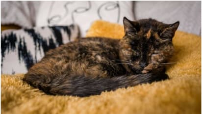 స్నేహమంటే మనదేరా అంటున్న కోతి, పిల్లి.. ఆకట్టుకుంటున్న క్యూట్ వీడియో..!