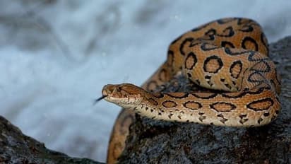 ജ്യോത്സ്യൻ പറഞ്ഞതനുസരിച്ച് പാമ്പിനെ വച്ച് പൂജ; ഒടുവില് നാവ് നഷ്ടമായി