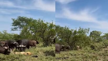 വയസൻ സിംഹത്തെ വളഞ്ഞിട്ട് ആക്രമിച്ച് പോത്തിൻകൂട്ടം, ജീവന് വേണ്ടി സിംഹത്തിന്റെ പരാക്രമം