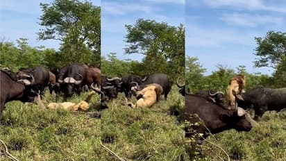 ಮಲಗಿದ್ದ ಸಿಂಹವ ತಿವಿದೆಬ್ಬಿಸಿ ಎತ್ತಿ ಎಸೆದ ಕಾಡುಕೋಣಗಳು: ವೈರಲ್ ವಿಡಿಯೊ