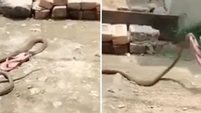 வாயில் ரப்பர் செருப்பை கவ்விச் செல்லும் பாம்பு; இணையத்தை கலக்கி வரும் வைரல் வீடியோ!!