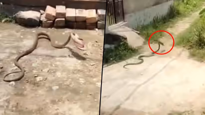 Watch: Snake steals footwear and rushes like a thief; hilarious video goes viral