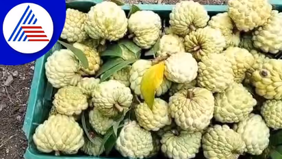 Vijayapura: ಗುಮ್ಮಟನಗರಿಯಲ್ಲಿ ರೈತನ ಕೈ ಹಿಡಿದ ಸೀತಾಫಲ: ಶೂನ್ಯ ಬಂಡವಾಳದ ಮೂಲಕ ಲಕ್ಷ-ಲಕ್ಷ ಲಾಭ