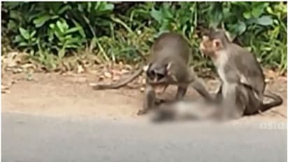 വാഹനമിടിച്ച് കുട്ടിക്കുരങ്ങന് ദാരുണാന്ത്യം; കാവലിരുന്ന് അച്ഛനും അമ്മയും, പിന്നാലെ മുന്നറിയിപ്പ് ബോര്‍ഡ്  