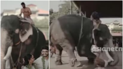 ഗുരുവായൂരിൽ ആനയ്ക്ക് മുന്നിൽ വിവാഹ ഫോട്ടോ ഷൂട്ട്; ഇടഞ്ഞ ആന പാപ്പാനെ കാലില്പ്പിടിച്ച് ഉയര്ത്താന് ശ്രമിച്ചു