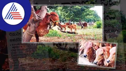 ಘೀರ್‌ ಗೋವುಸಾಕಾಣಿಕೆ;   ಐಟಿ ಉದ್ಯೋಗಿಯ ಬದುಕು ಹಸನು!