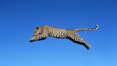 Mysuru :  ಅತ್ಯಾಧುನಿಕ ಥರ್ಮಲ್‌ ದ್ರೋಣ್‌ ಕಣ್ಣಿಗೂ ಬೀಳದ ಚಿರತೆ!