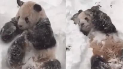 മഞ്ഞിൽ കളിച്ചു രസിച്ച് പാണ്ട; വൈറലായി വീഡിയോ