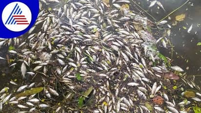 ತುಮಕೂರು: ರಾಜಕೀಯ ದ್ವೇಷ, ಕೆರೆಗೆ ವಿಷ ಹಾಕಿ ಲಕ್ಷಾಂತರ ಮೀನುಗಳ ಮಾರಣಹೋಮ