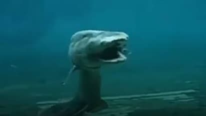 80 ദശലക്ഷത്തിലധികം പഴക്കമുള്ള ജീവി; ഫ്രിൽഡ് സ്രാവിന്റെ വീഡിയോ വൈറലാകുന്നു