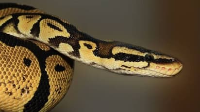 അഞ്ചു വയസ്സുകാരനെ പെരുമ്പാമ്പ് പിടികൂടി, സ്വിമ്മിംഗ് പൂളിലേക്ക് വലിച്ചിട്ടു, രക്ഷകരായി അച്ഛനും മുത്തച്ഛനും